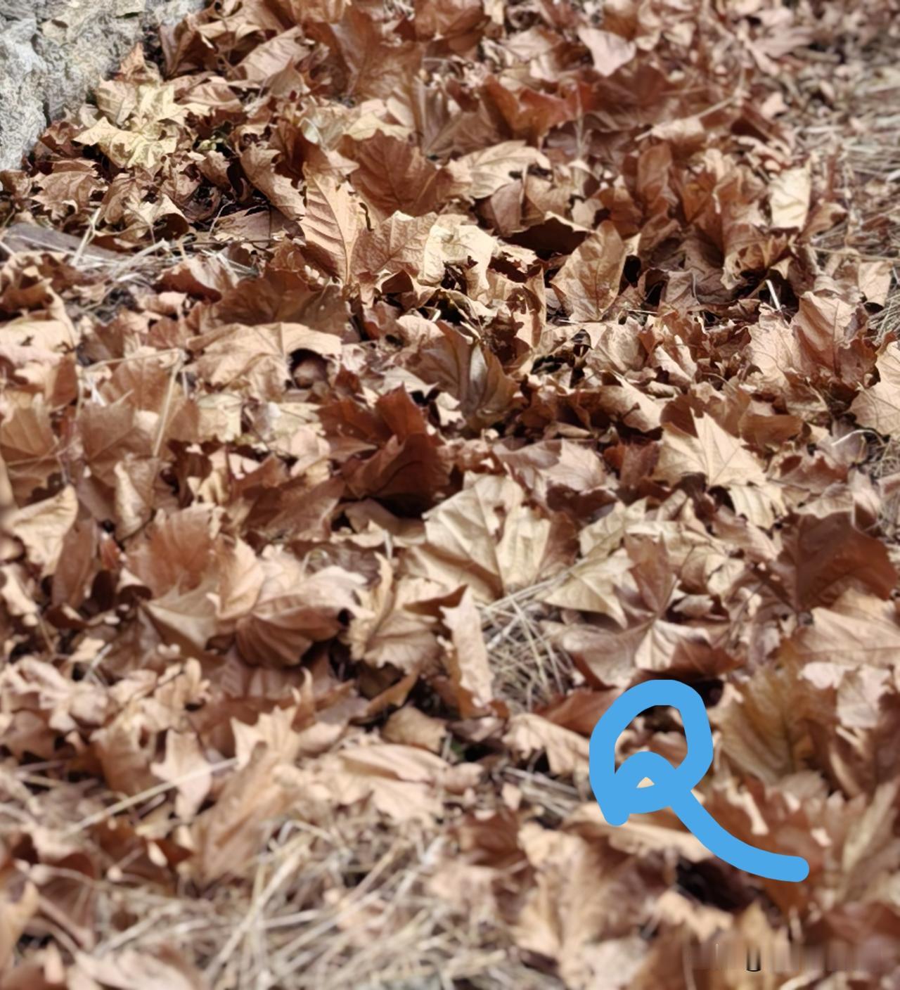 你试过哪些奇葩沤肥材料?这个题目，上次平台推送时，我说了三样：榴莲壳，香椿叶，带