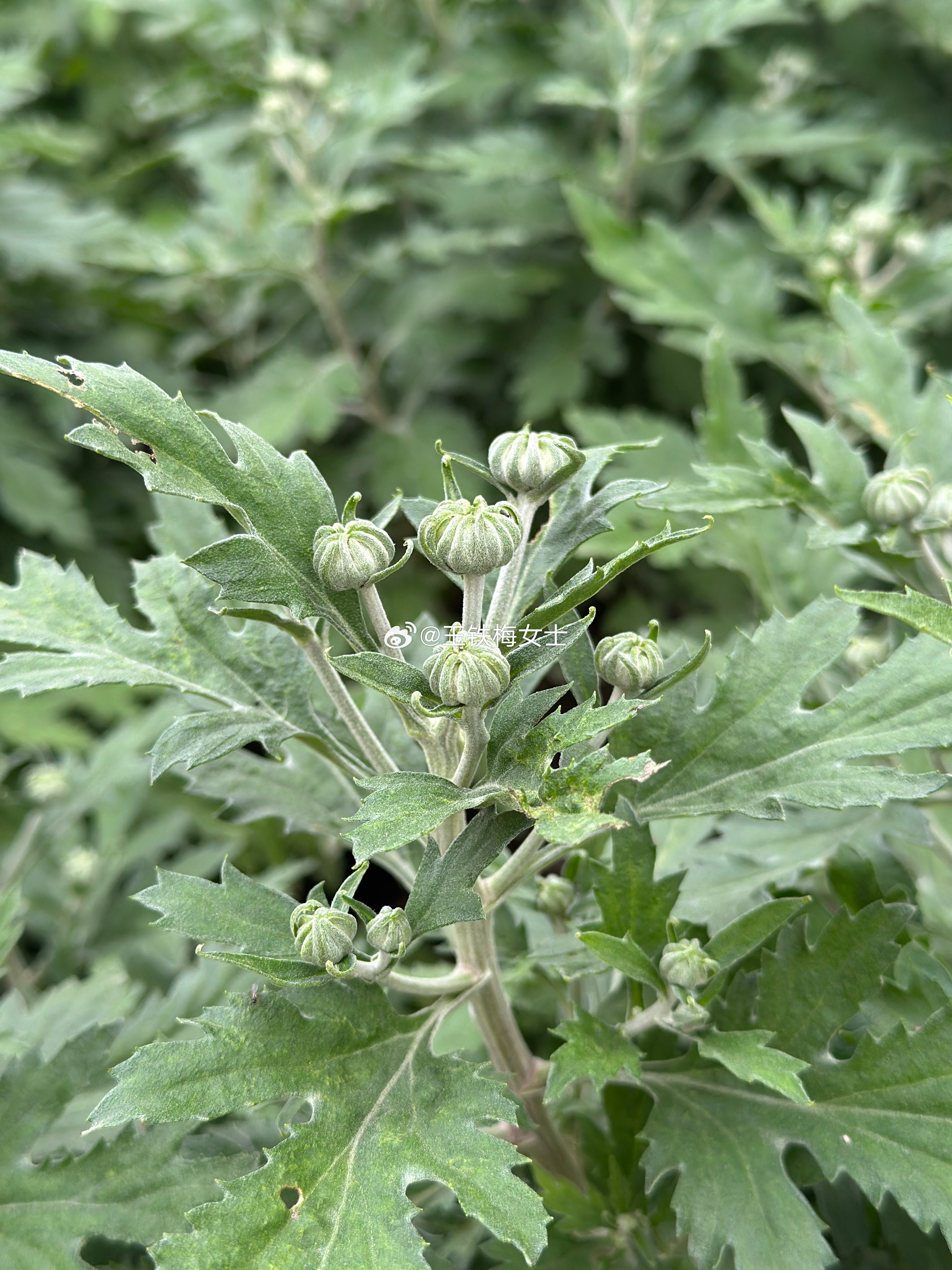 只是种了两颗菊花，因为是地栽所以发出这么一大堆，太多花苞了，大雁飞过的时候我要插