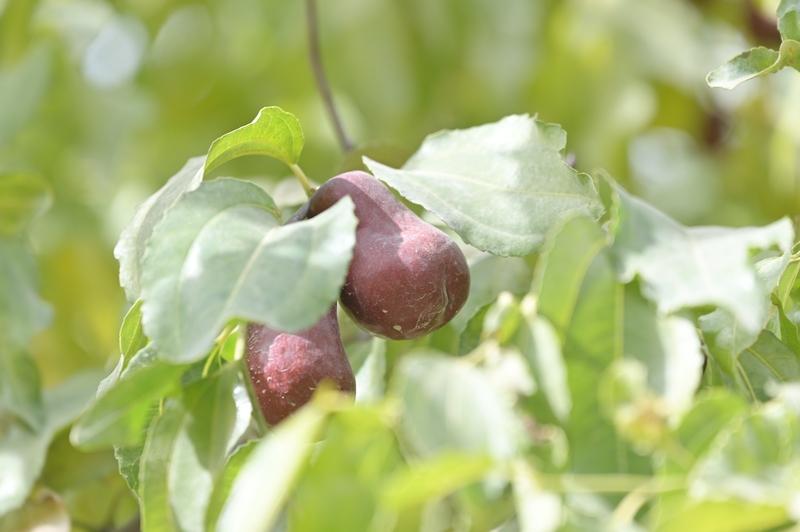 早餐老喝牛奶豆浆，是有点腻了，来试试新选择。咖啡爱好者可以试试燕麦拿铁，醇厚燕