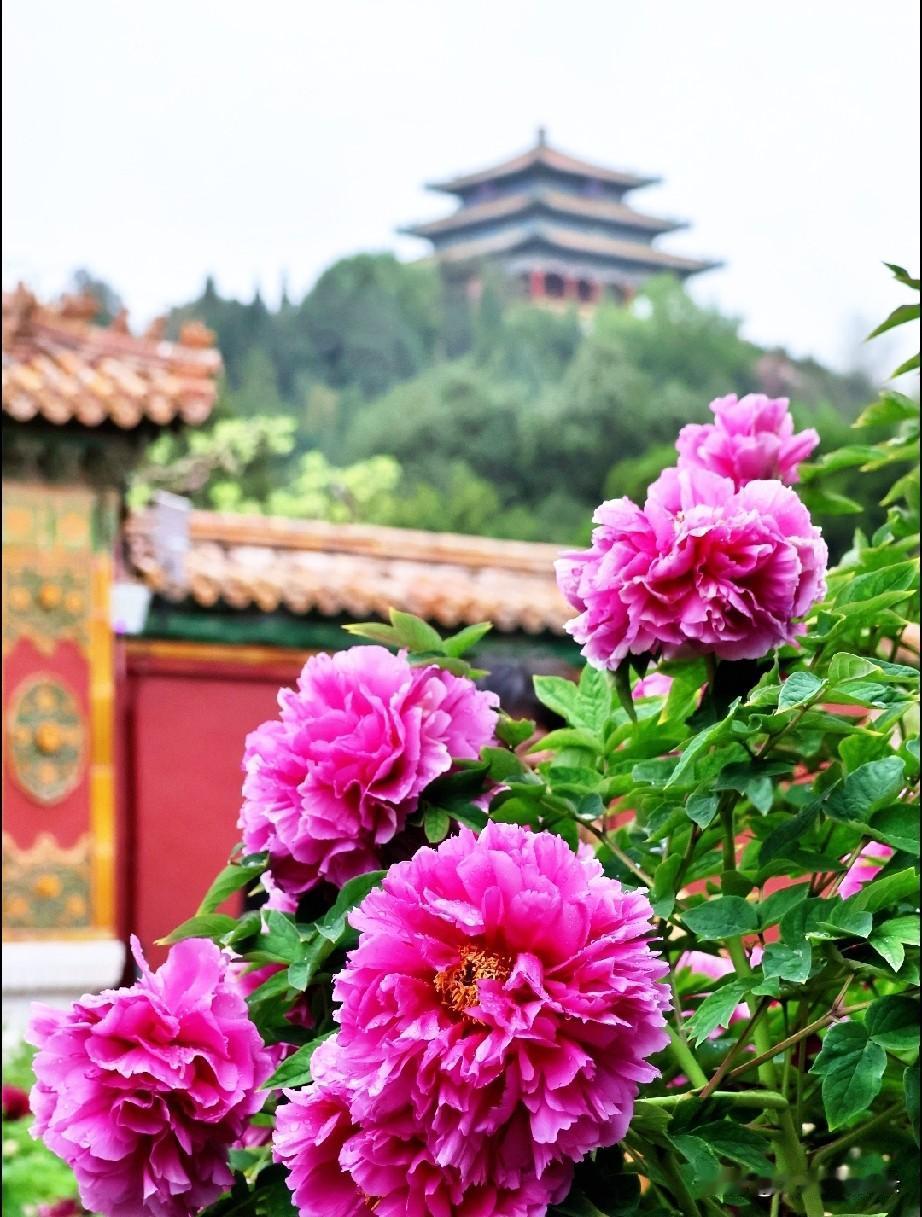 “竞夸天下无双艳，独立人间第一香。”牡丹绽艳，自带雍容富贵气；春夏流转，满目皆是
