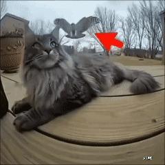 猫🐈的战斗力不是一般的强啊👍