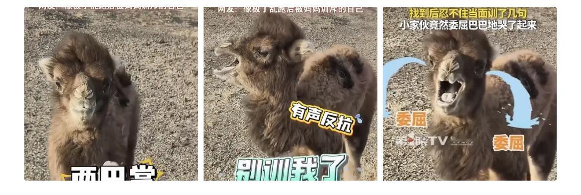 内蒙古一只刚出生4天的小骆驼，因为受到同伴排挤离家出走，主人找了一天走了10公里