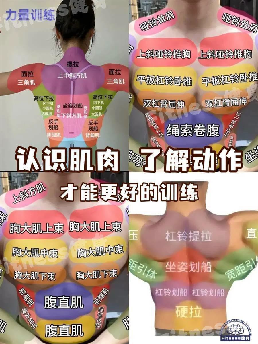 认识肌肉，了解动作