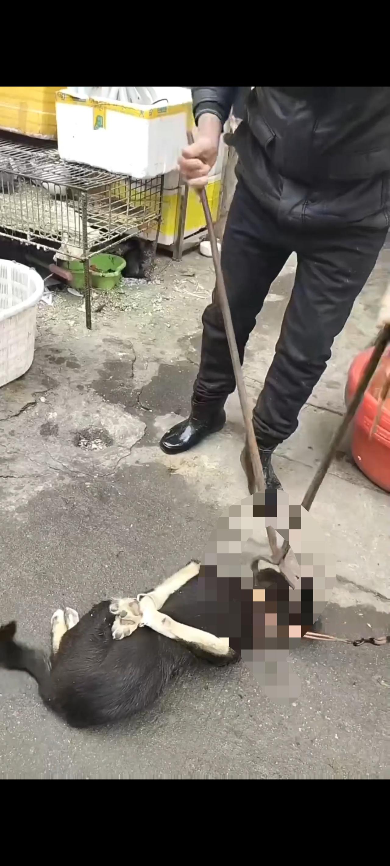 眼前的一幕简直太让人揪心了！真不知道该说些什么好，狗贩子为了自身的利益，简直可以