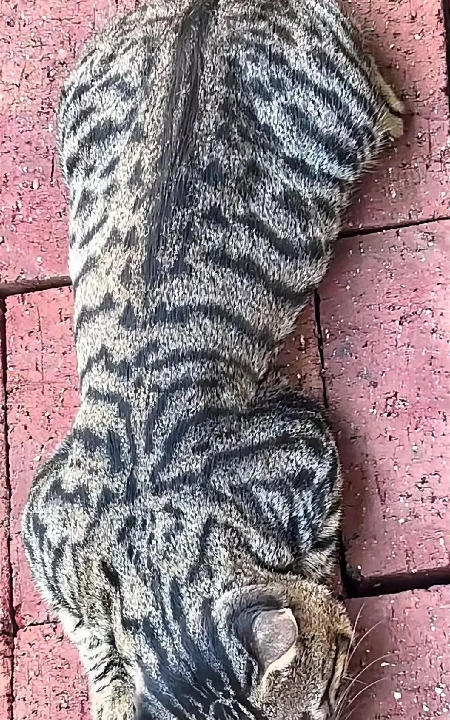这才是狸花猫当中的极品，哪怕躺在地上打个呼噜也是震天响，不露脸也是霸气侧漏。这