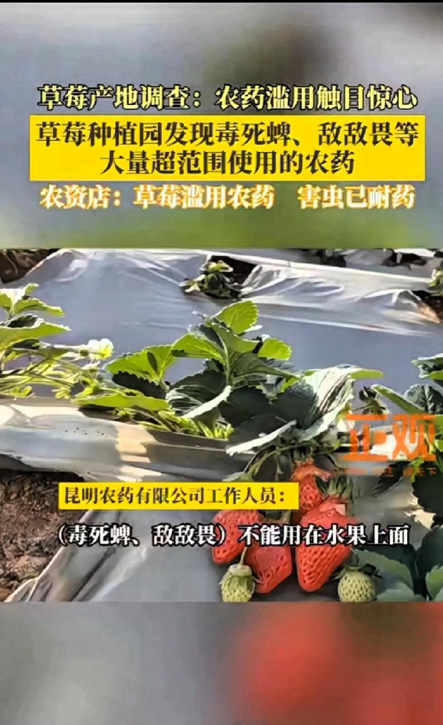 还有什么能吃？监督监管在哪里？近日，云南。草莓种植园发现毒死蜱、敌敌畏等大量