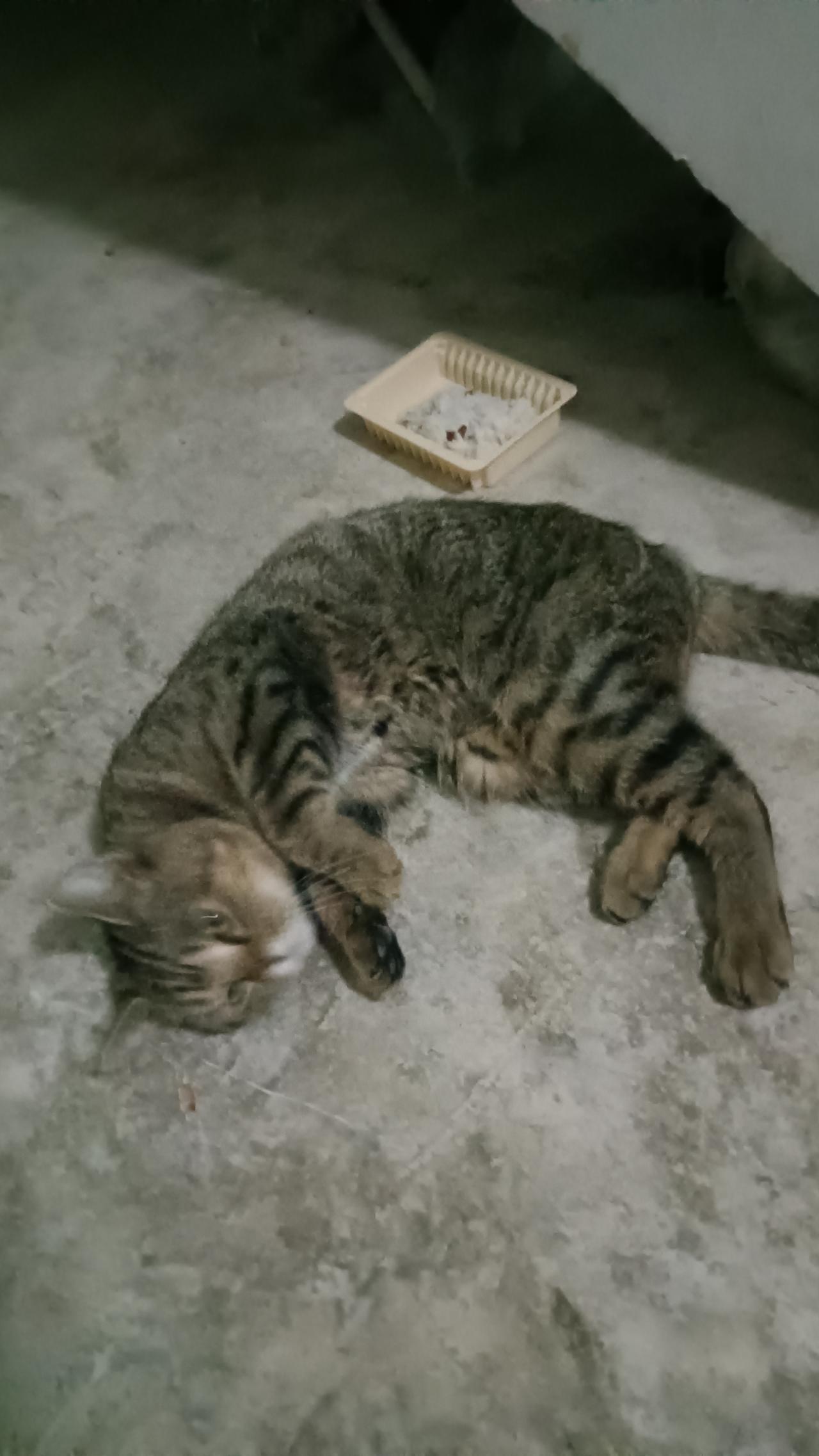 这两天刚是入秋的时候，天渐渐开始凉了，在我家小区单元楼梯下，不知道什么时候来了一