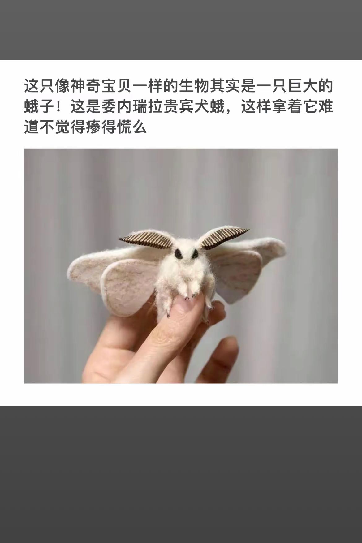 好大的蛾子，像玩具一样！