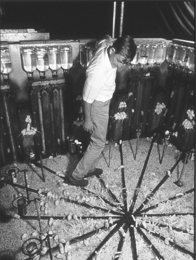 1970年，霍恩做过恐怖无比的实验，就是在一个没有天敌，没有疾病，食物和水都无限