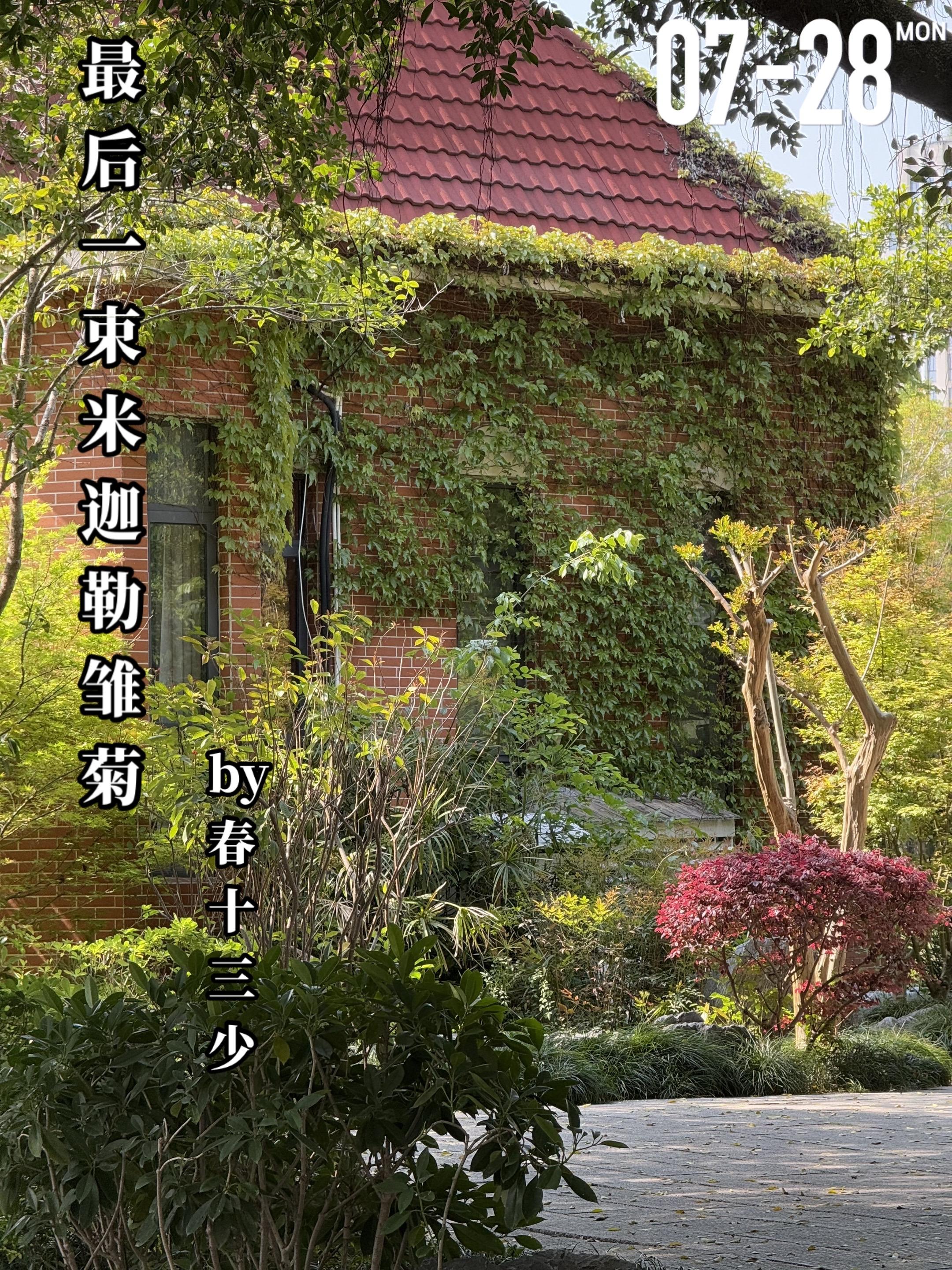 《最后一束米迦勒雏菊》by春十三少。路星慧和高原是从小一起长大的青梅竹...