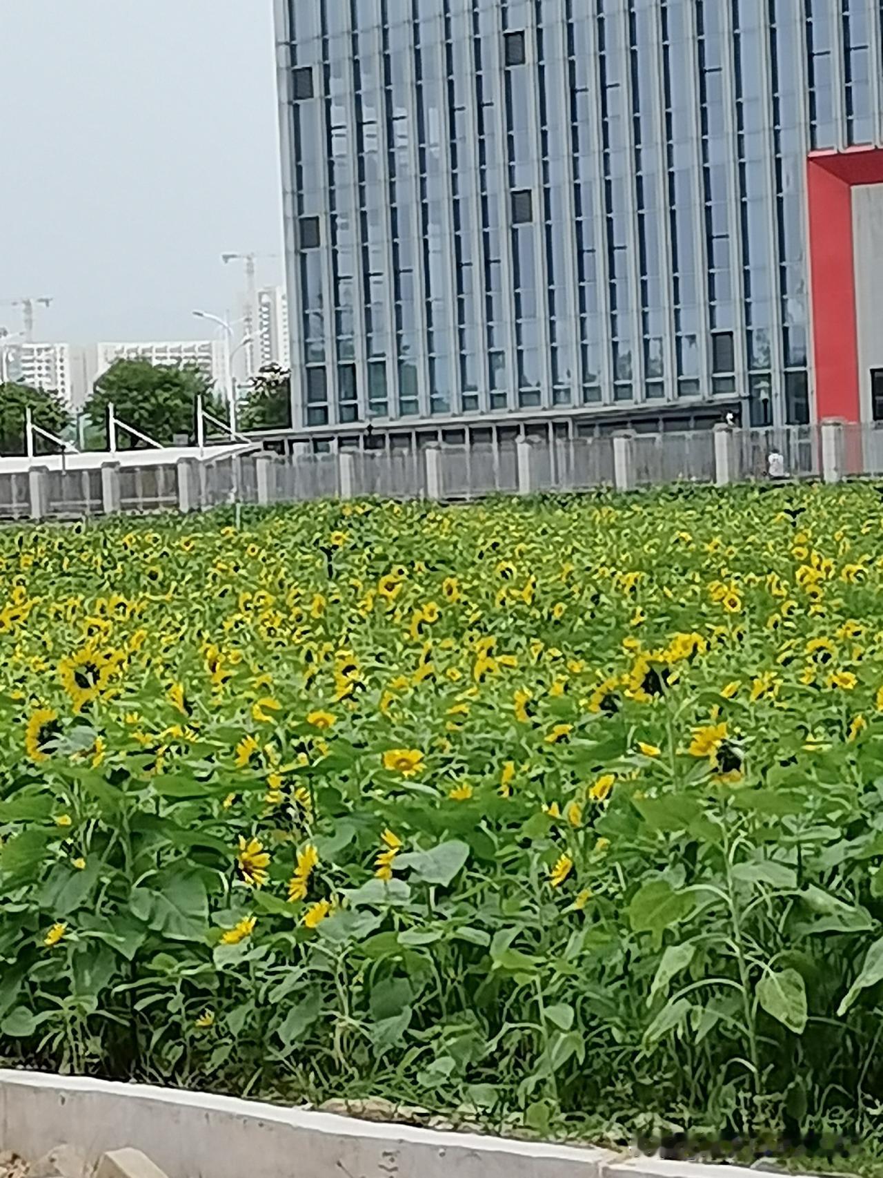 现在婚姻法规定，近亲不能结婚，影响后代。我们村有两对近情结婚的，那时候可能还没规