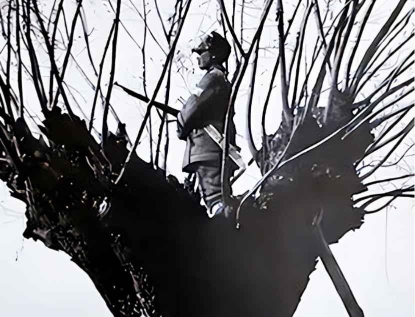 1940年7月，一名16岁的八路军战士杨二娃送情报，被两只野狼追赶，他急忙爬上树