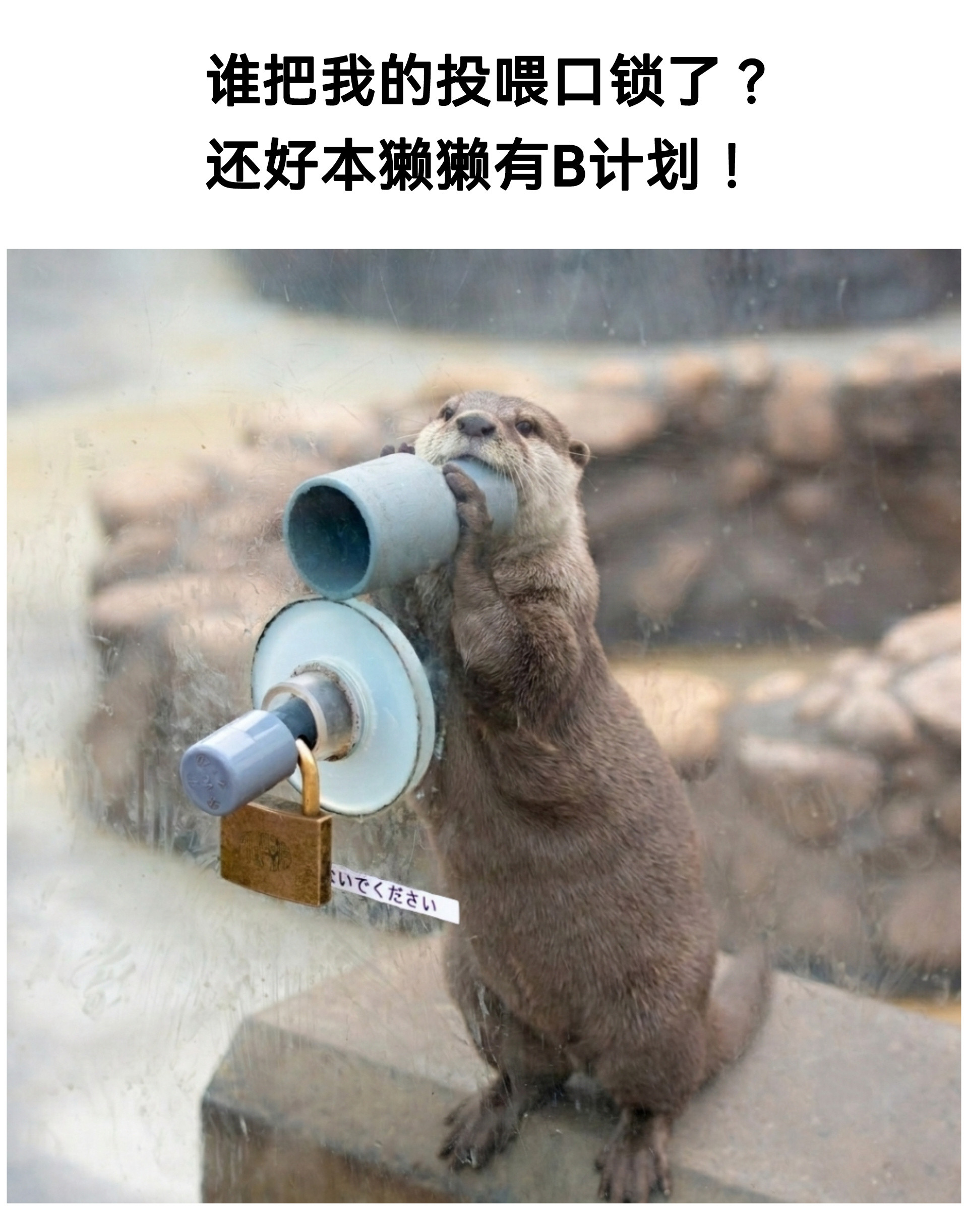 ee们，正门锁了，快从这个秘密新通道塞小鱼进来meme水獭