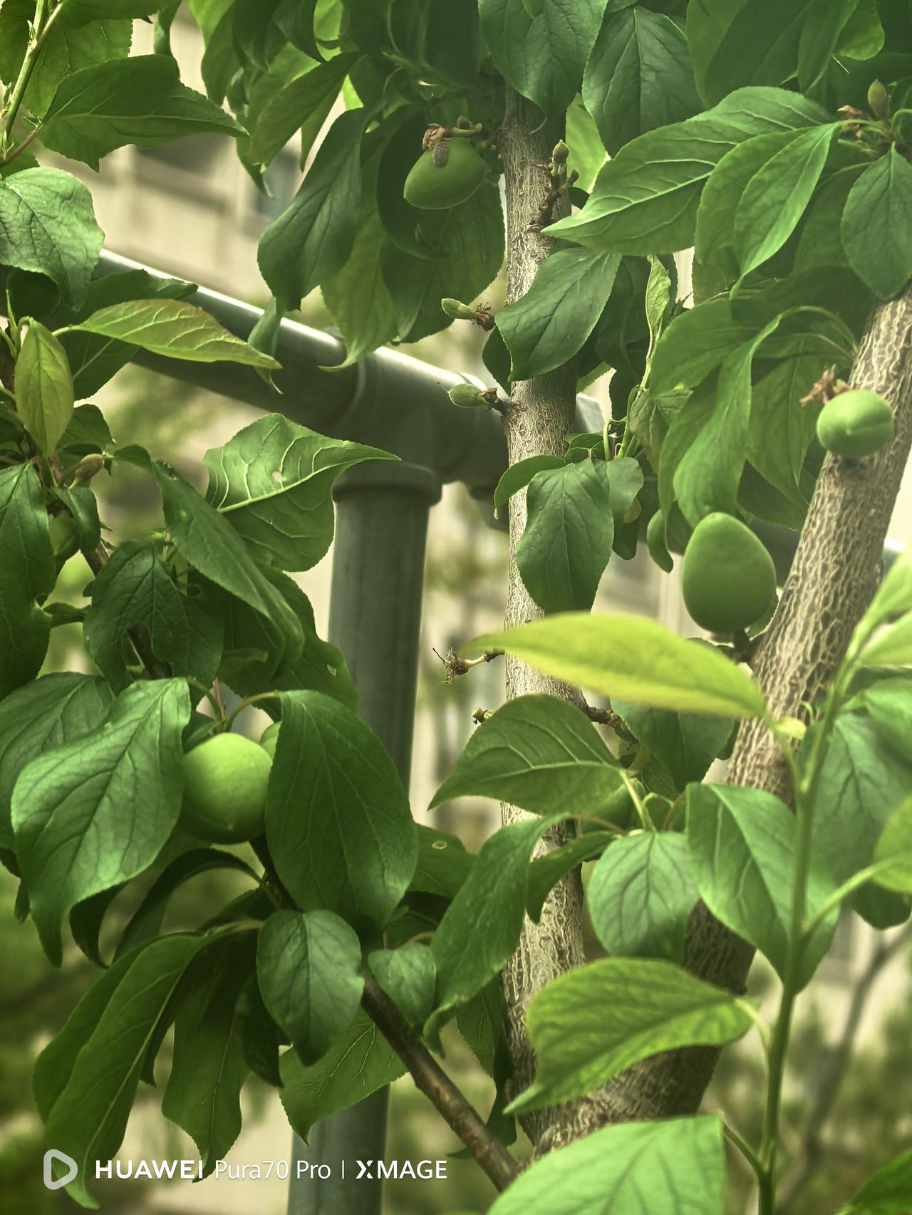 小院里的树生虫子了，在网上查了一下是树虱，还有蚜虫。本来不想打药，但看到树身上那