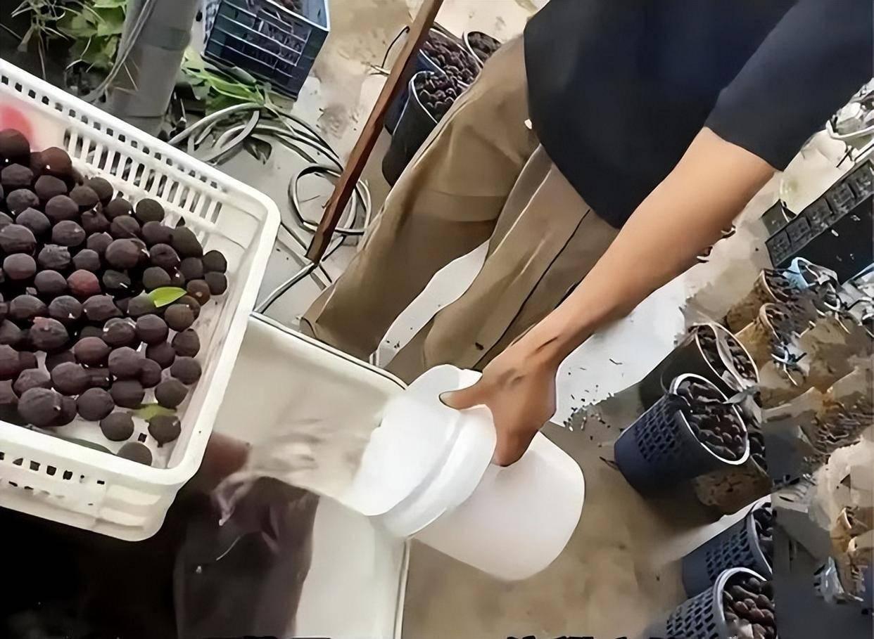 如今杨梅市场乱象真的太普遍，看着就让人心寒。为了多放几天、卖相好看，不少商