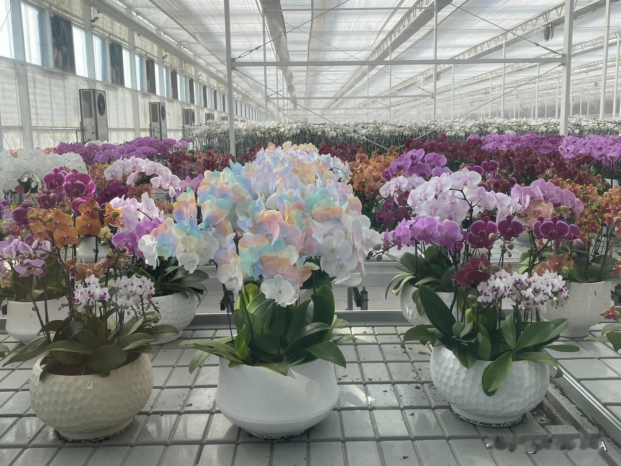 彩色的蝴蝶兰见过吗？一花一世界，一兰一清欢。蝴蝶兰开，温柔了岁月，也