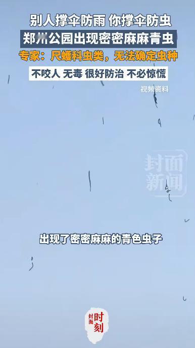“吓坏了！”河南郑州某公园内，游客们撑起雨伞却不是为了遮雨——树上密密麻麻爬满了