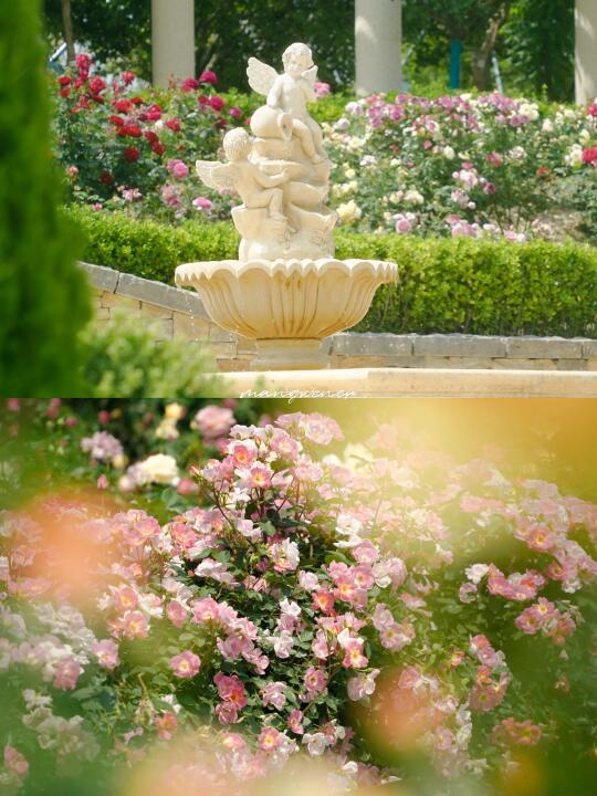 摄影｜漫步春日月季园🍃🍃🍃🌸