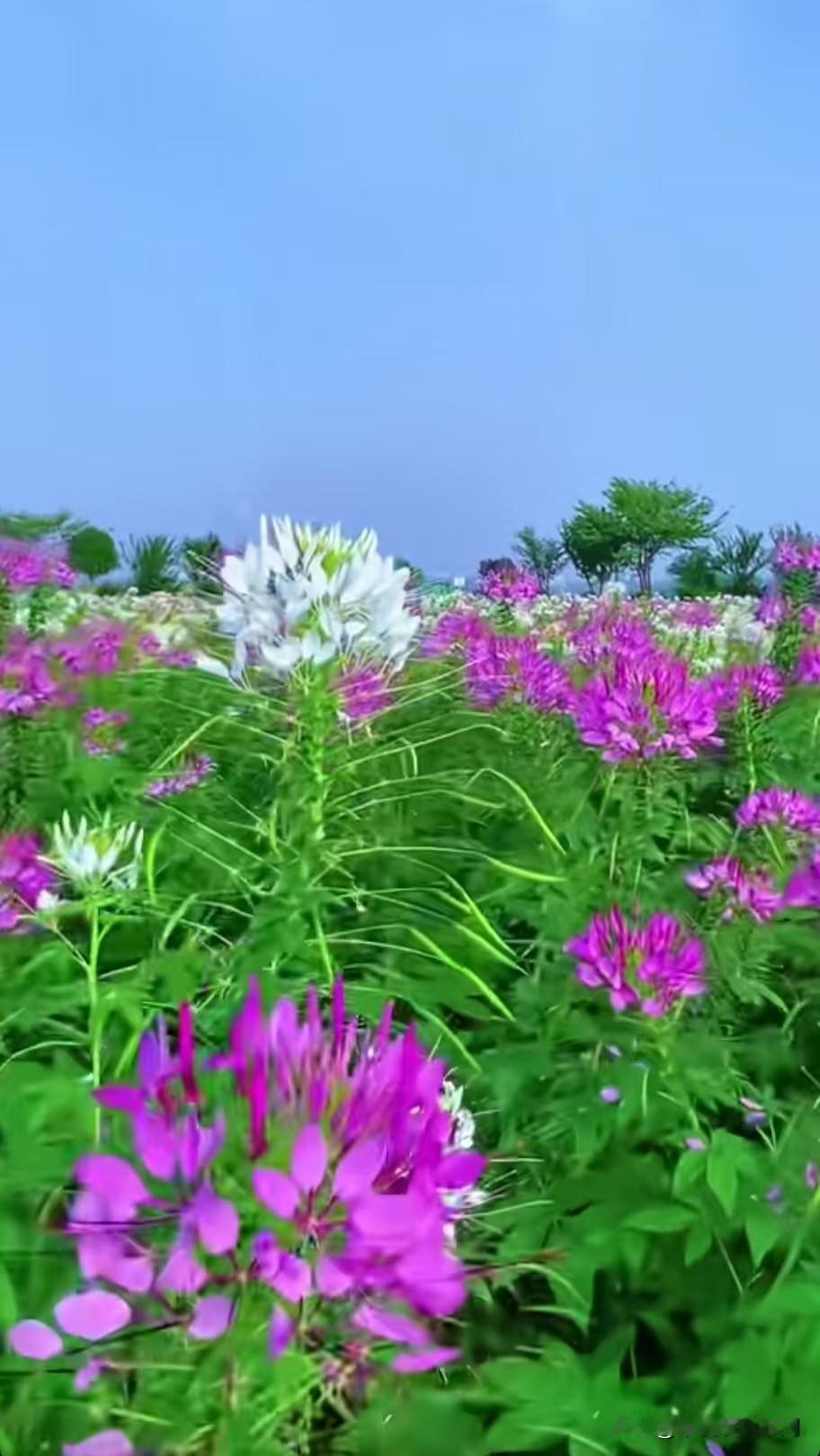 现在的代课教师是学校教师编制缺额临时任用教师，一般都有教师资格证，持证才能上岗，