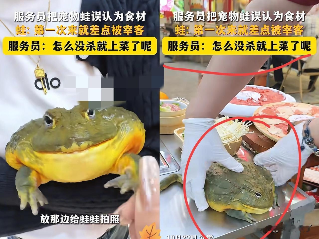 安徽,女子带着宠物蛙去吃火锅。不料,服务员误以为是店里的食材,拿起来要去加工。吓