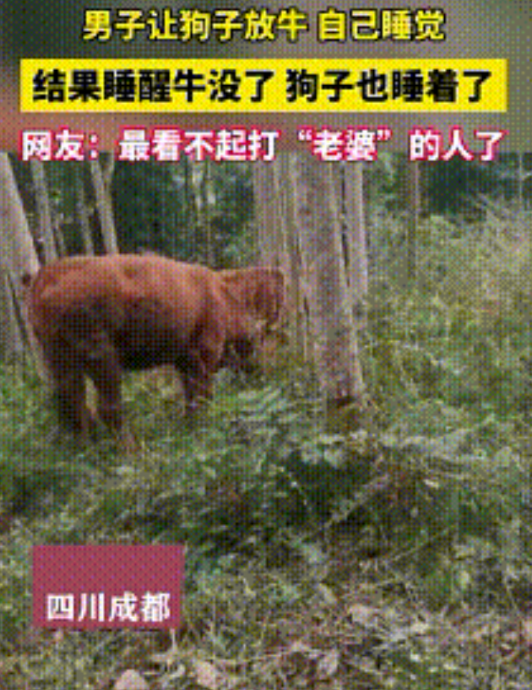 四川成都，一男子带狗狗上山放牛，让狗狗看牛，自己睡觉，却不曾想睡醒后，牛踪迹皆无