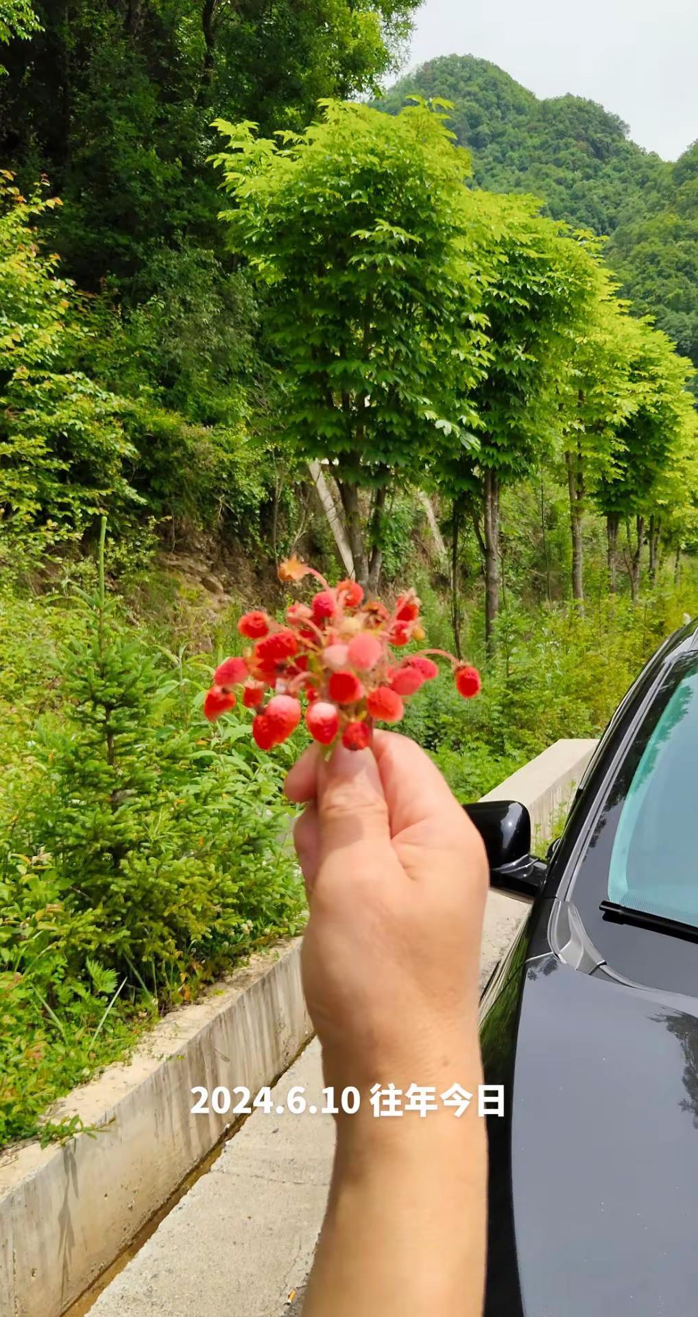 记录遇到的山间小花山野惊喜