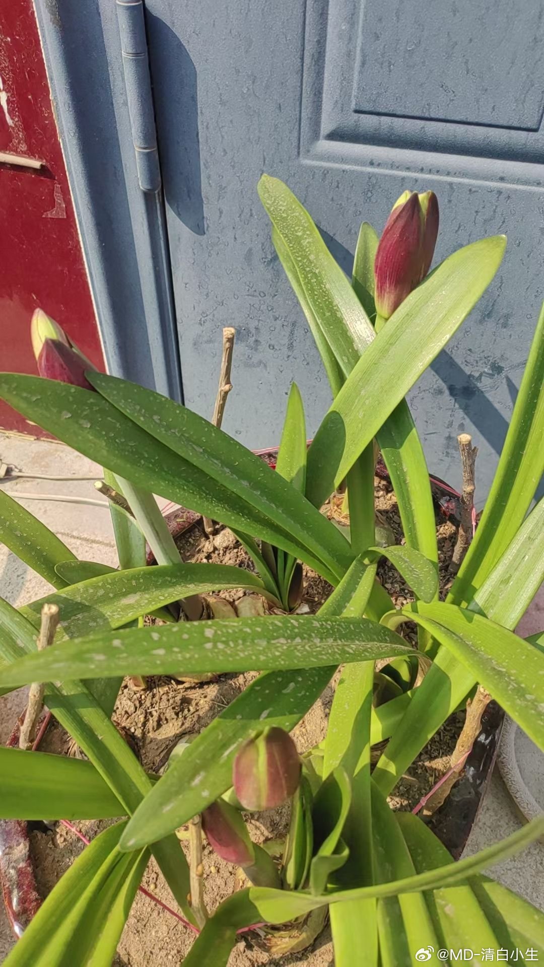 婆婆喜欢养花，我夸她养得花真好，她开心得合不拢嘴，她的快乐纯粹又简单，一盆盆花开