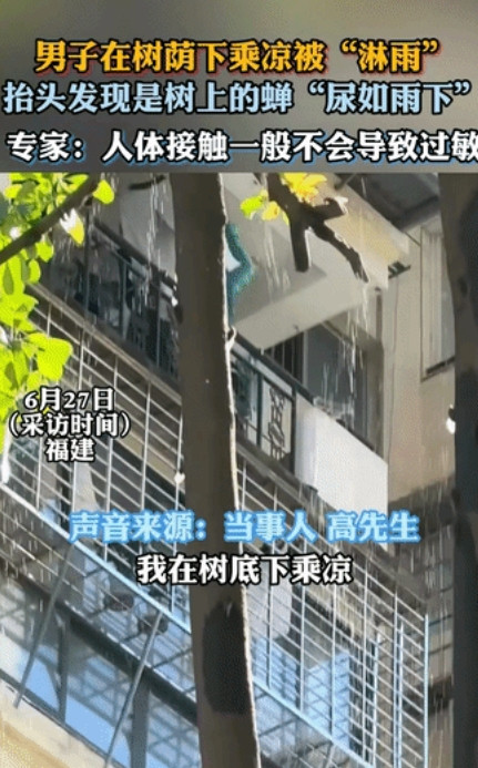 “难得一见的奇观”！福建，男子在树底下乘凉，突然感觉头顶像下雨一样，身上瞬间被淋