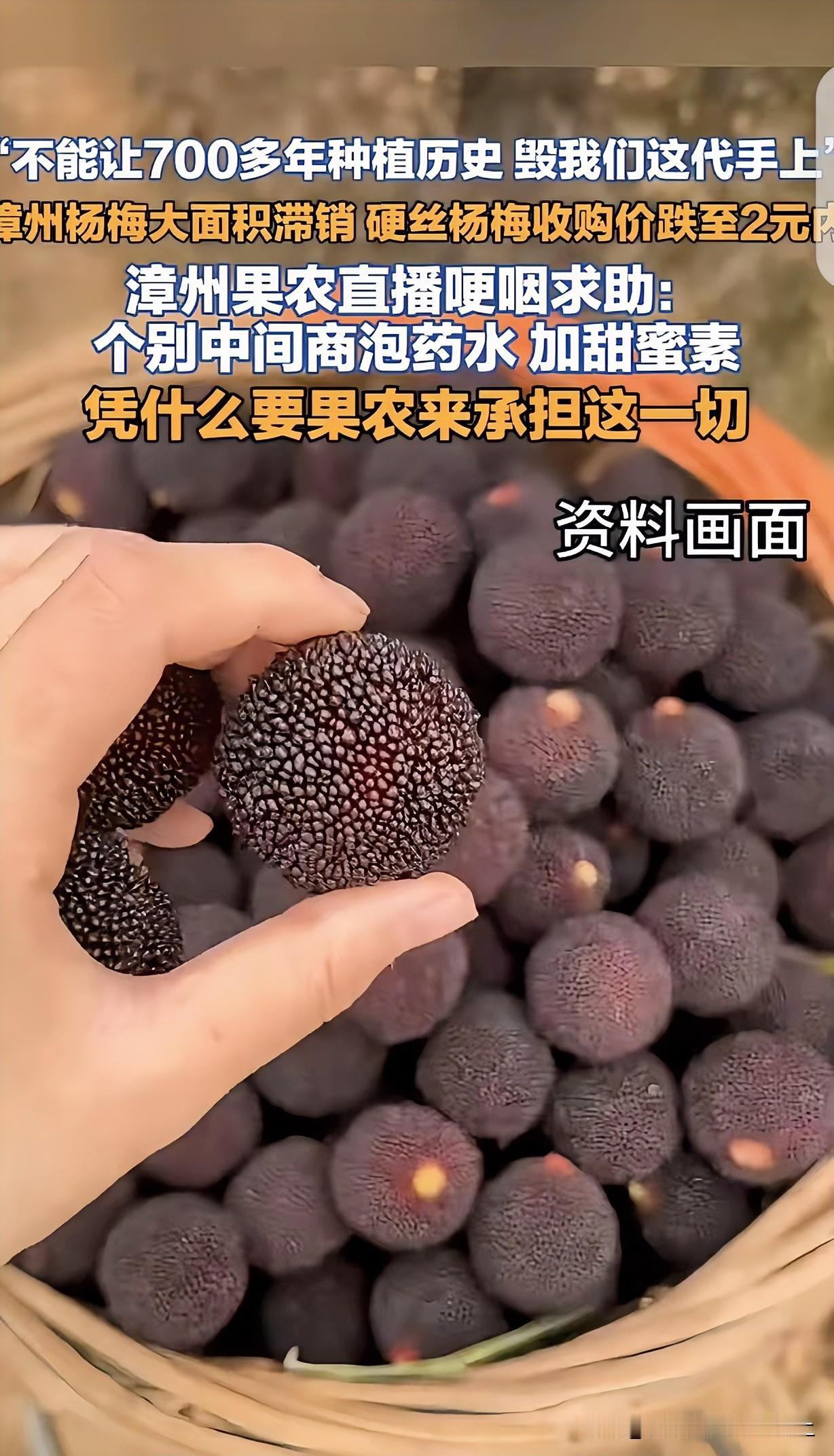 吃毒杨梅的还没哭，卖毒杨梅的倒先哭了。福建漳州，一家祖辈种杨梅的姑娘，在“泡