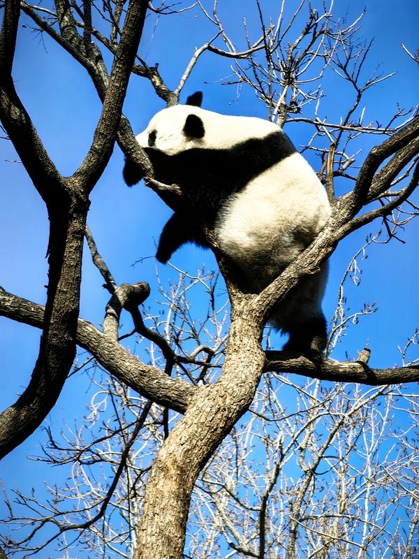 33岁的“高高”在美国生活15年后，为何最终未能战胜老年疾病？2025年11月