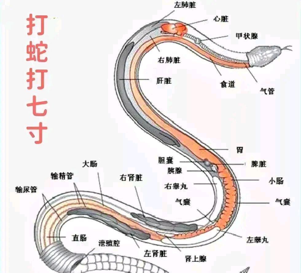 打蛇头会发生不好的事？一位养蛇40多年的老师傅告诉我，99%的人不知道，野外遇到
