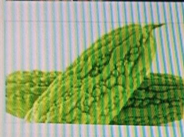 血管有血栓堵塞不用怕，有些食物堪称天然清道夫。像芹菜，含芹菜素和膳食纤维，能“刮