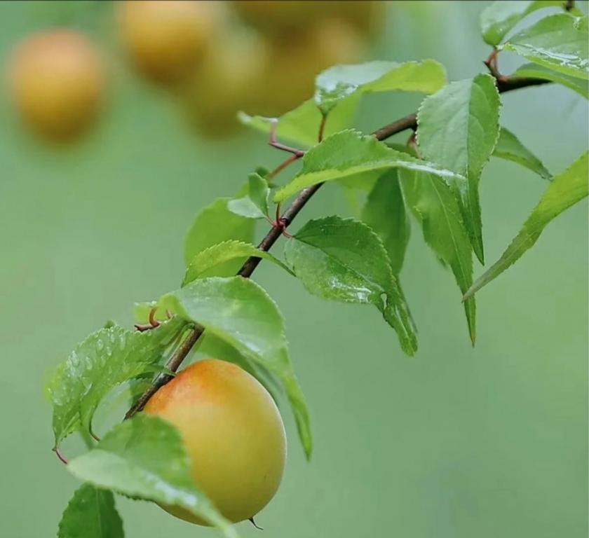 没人想当班主任的原因有这些：1.手机24小时不敢关机。家长有事找班主任，学生