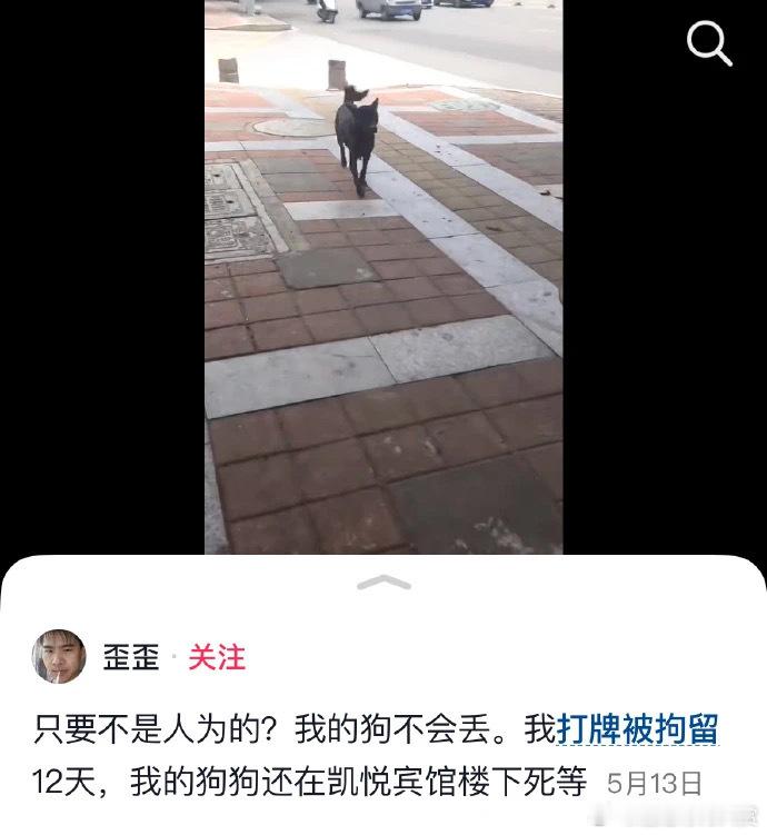 《好狗与赌狗》迷惑行为大赏​​​