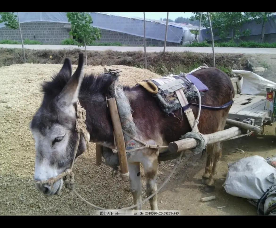 乌克兰经过近一段时间高强度的对俄罗斯油库、炼油厂、飞机场、弹药库、军工厂猛烈轰炸