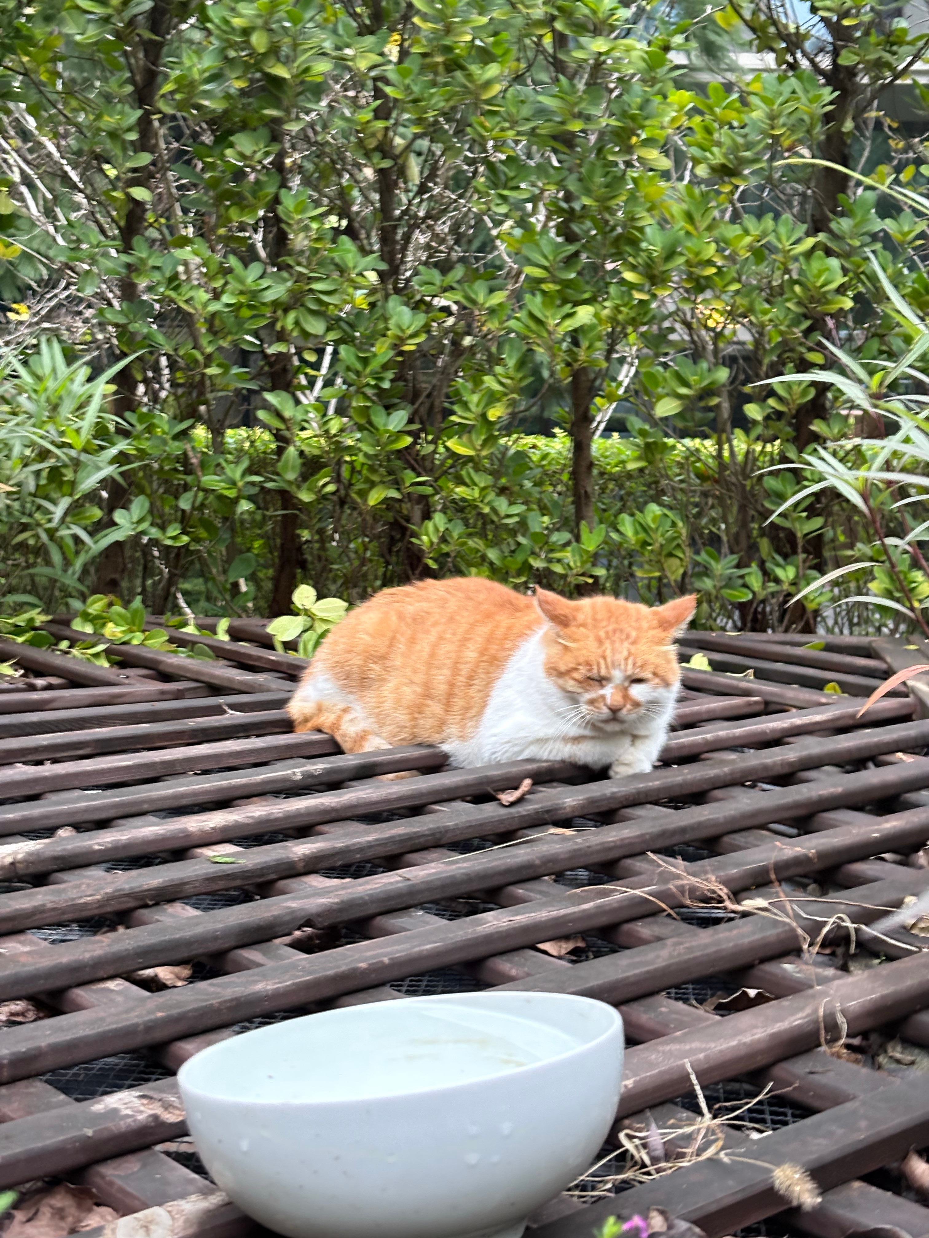 今天还没外喷成功短短野生喵中华田园猫​​​