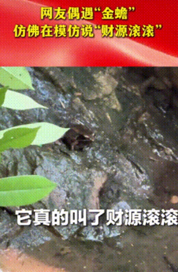 “太不可思议了！”山东一女子去游玩，正好看到一只“金蟾”趴在石头上，出于好奇，女