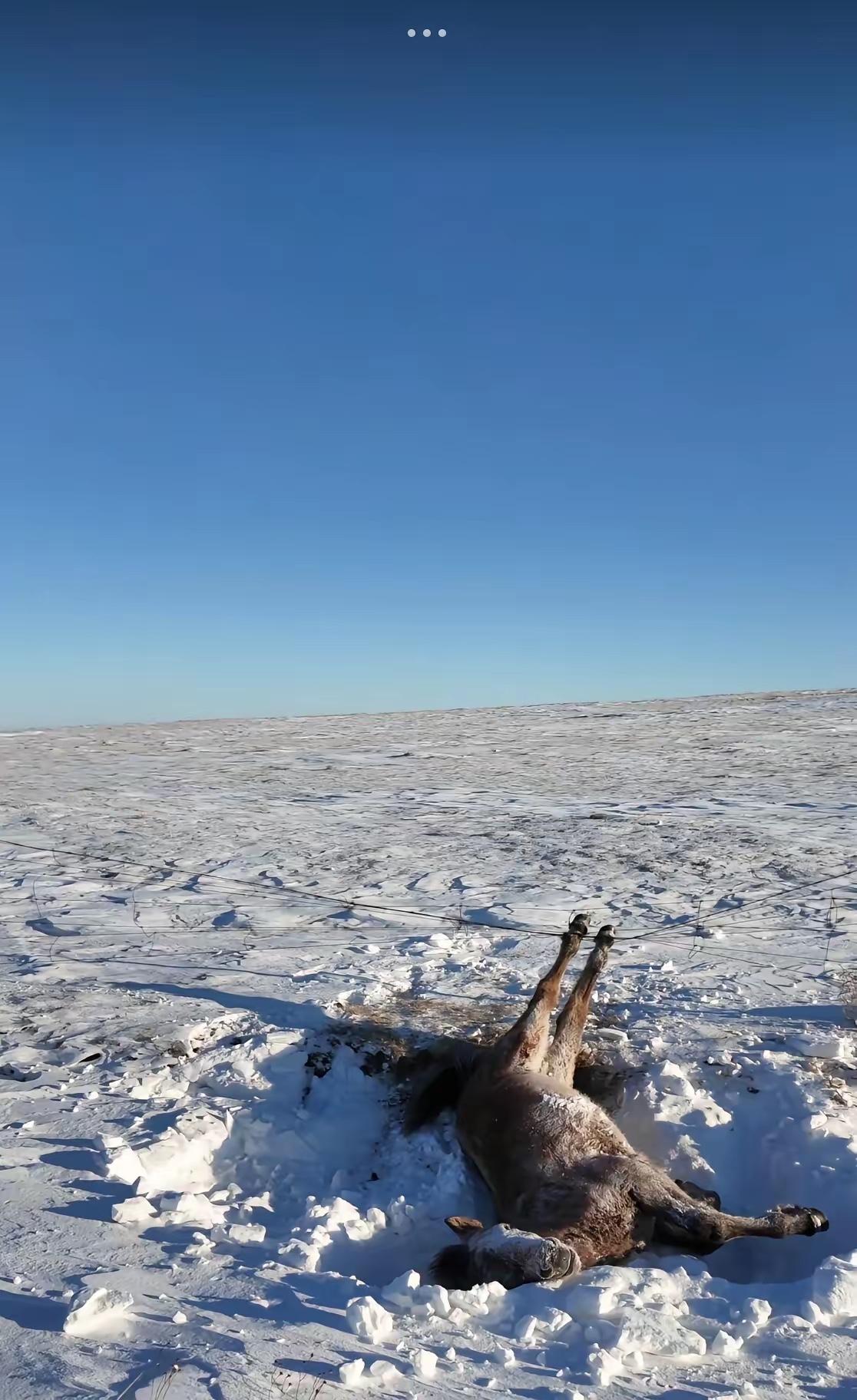 呼伦贝尔，一男子和朋友自驾游，忽然发现一匹马卧在路边雪堆里一动不动，本以为马是冻