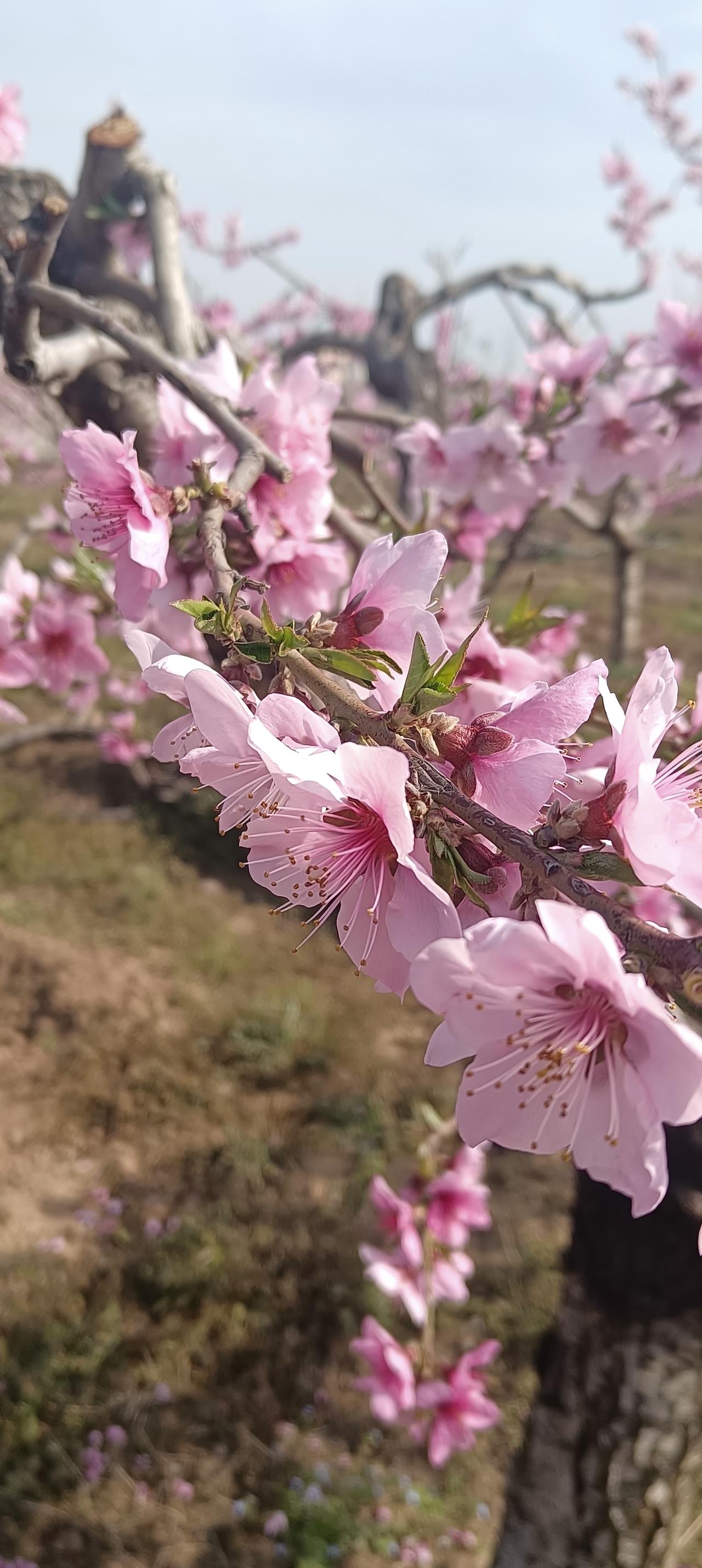 桃花烂漫，已到了难收难管的地步。我独自在弯弯的山路行走，走得并不快，走走停停—