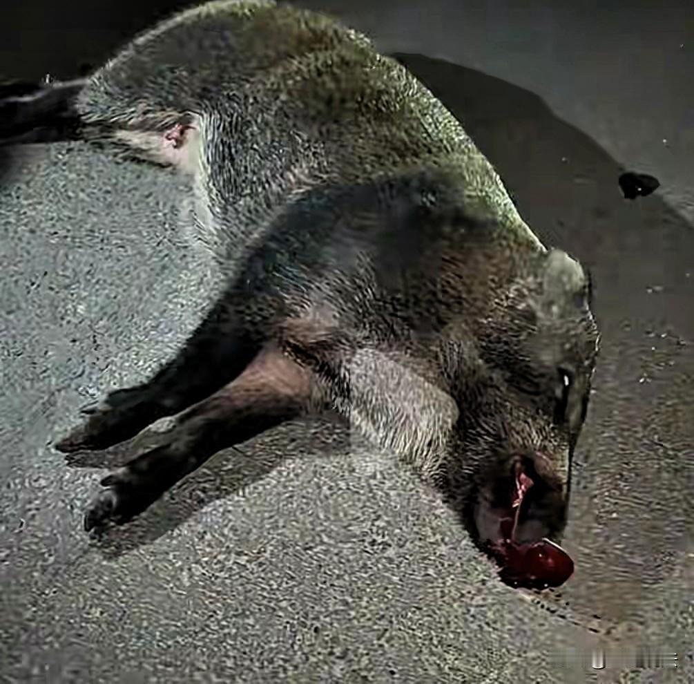 安徽六安，晚上7点，天已经黑透，男子在国道上行驶，突然窜出三头野猪，野猪横穿马路