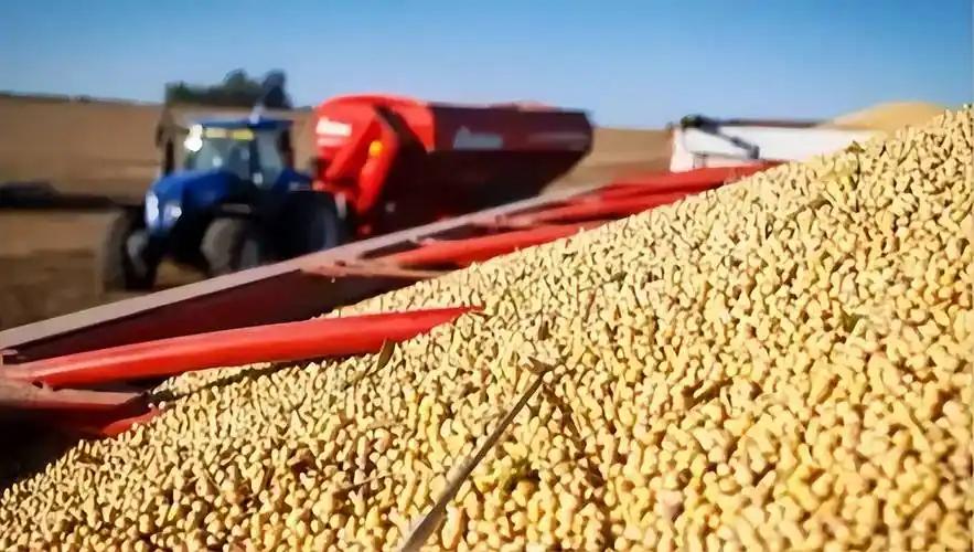 巴西怎么敢的！当一船满载6.9万吨巴西大豆的货轮靠泊我国码头时，谁也没想到，大豆