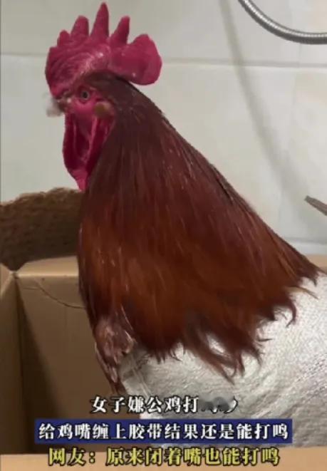 “离谱了！”近日，浙江衢州，陈大姐收到亲戚送来的一只公鸡，本想好好饲养，没成想公