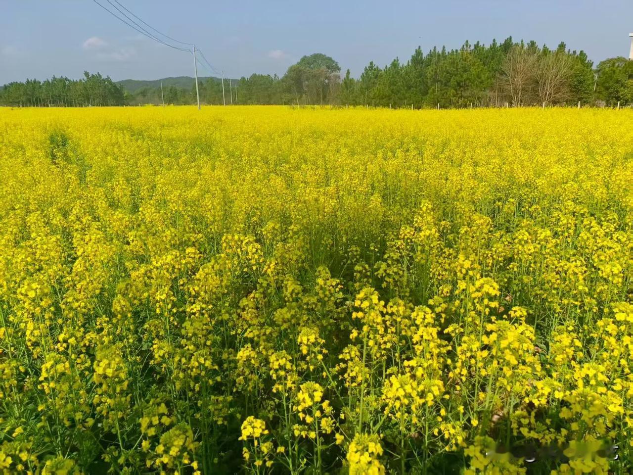 今年冬天的不同油菜田铺成明黄的浪，花穗裹着晴光轻晃，风过便漾出暖香。远处林影衬着