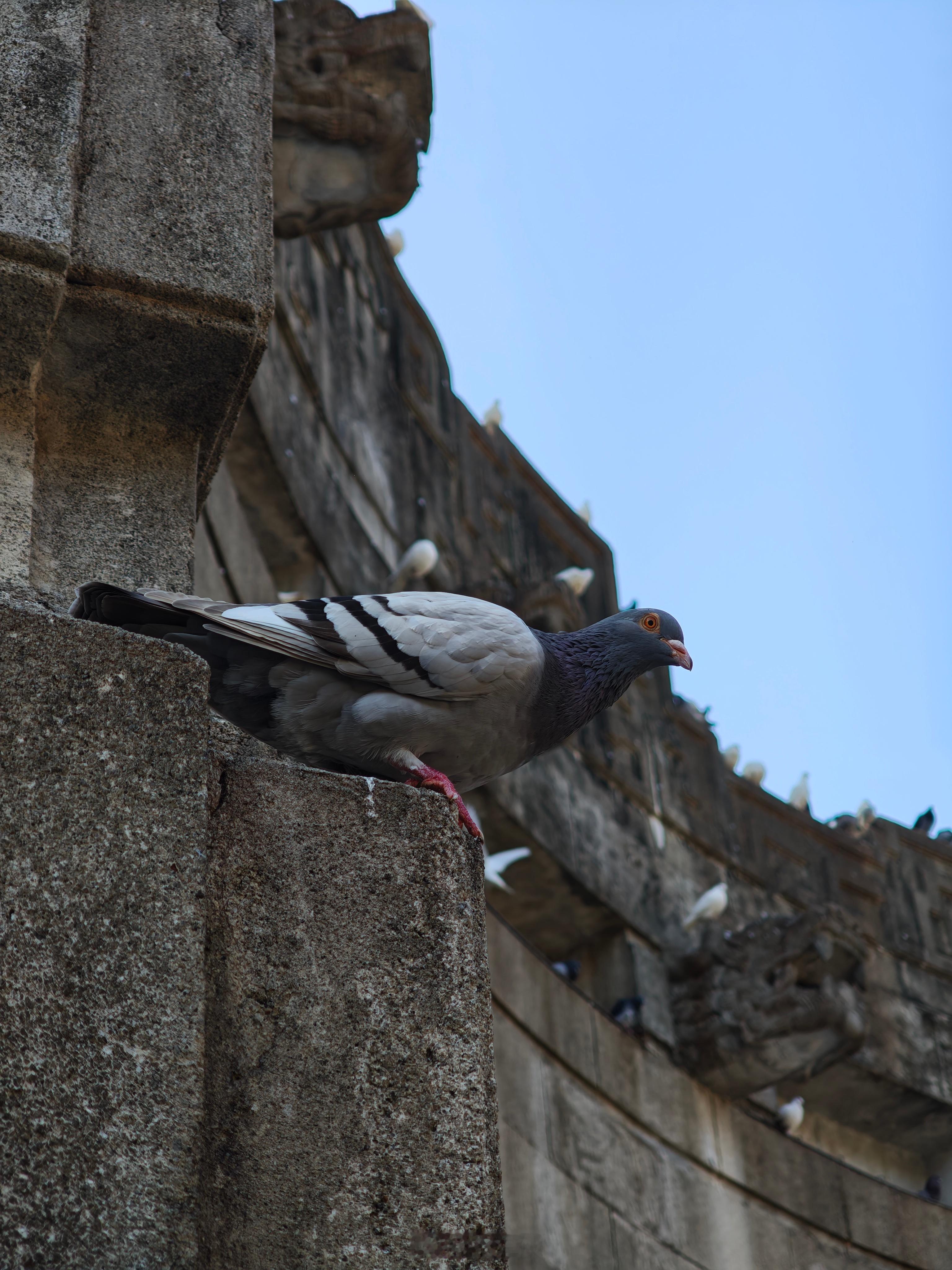 音乐台的鸽子养的挺肥啊