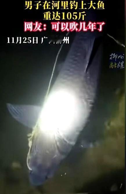一条105斤的鱼，卖了7000块，网上的人都疯了，都在替他拍大腿，说这哥们儿亏到