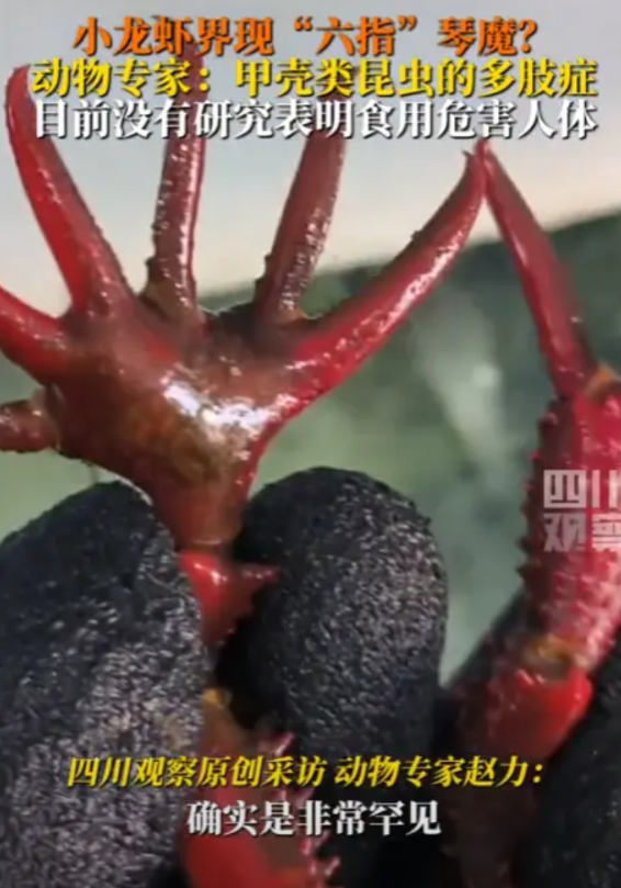 “活久见！”2025年5月，江苏，一男子在集市上买到了6指小龙虾，原本，应该是两