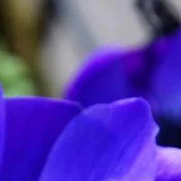 ‎种植🥀银莲花的播种方法（1）准备一个种植器浅盘或花盆、种植箱。在种植土里加