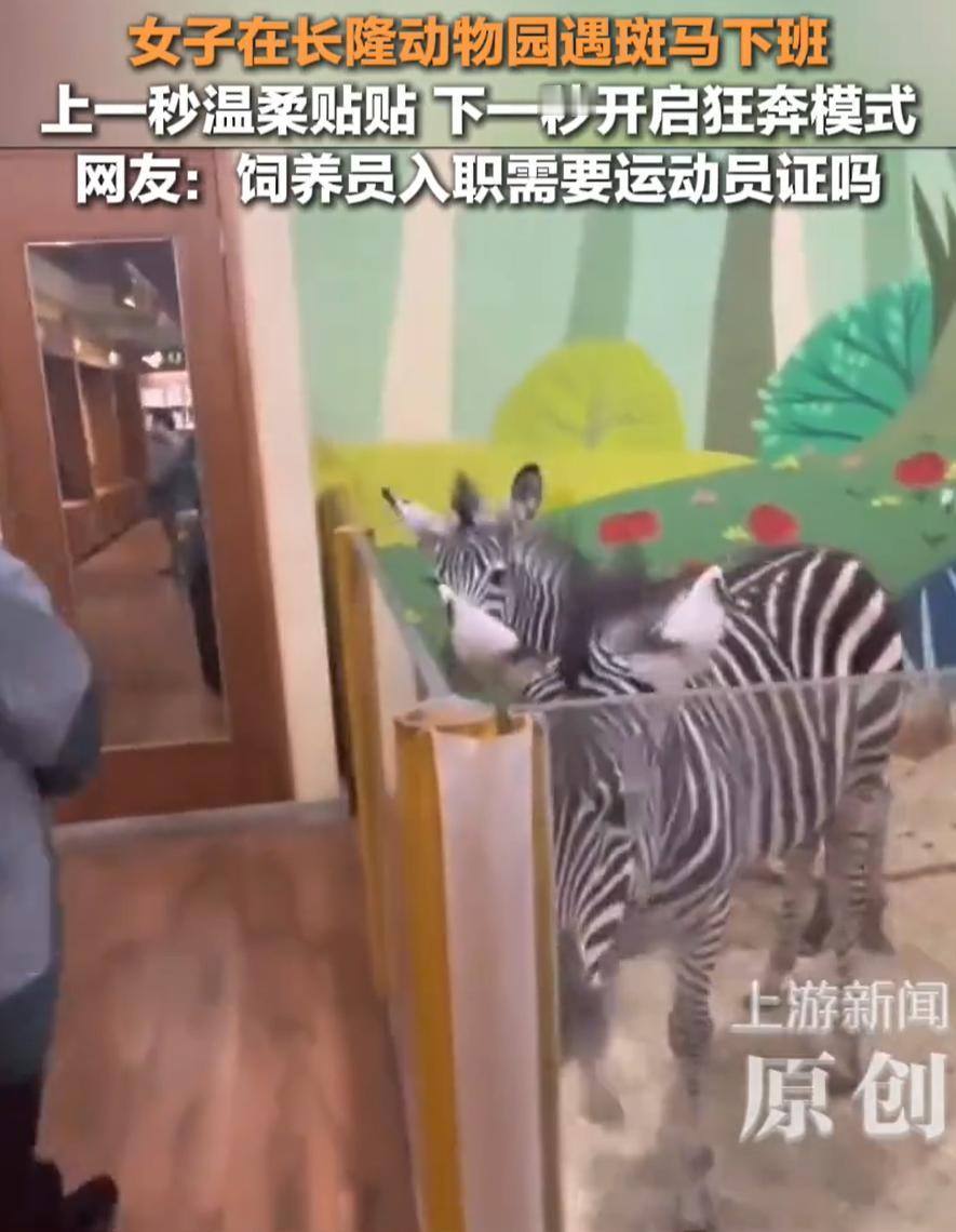 笑不活了！广东，女子去长隆动物园玩，结果刚好赶上动物下班，前一秒还安安静静被围观