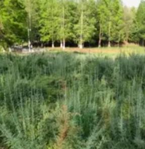 哭笑不得！贵州农民浇出几千棵“植物大熊猫”，警察上门看傻：这是国家级功臣！