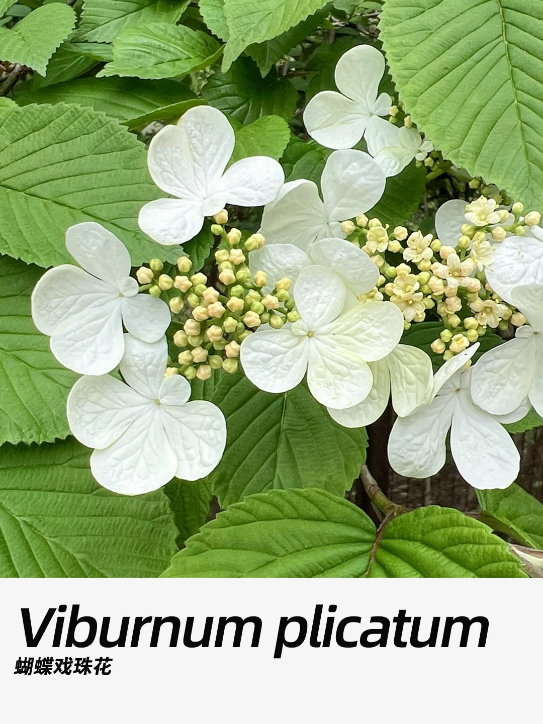 带你每天认识一种花材461｜蝴蝶戏珠花